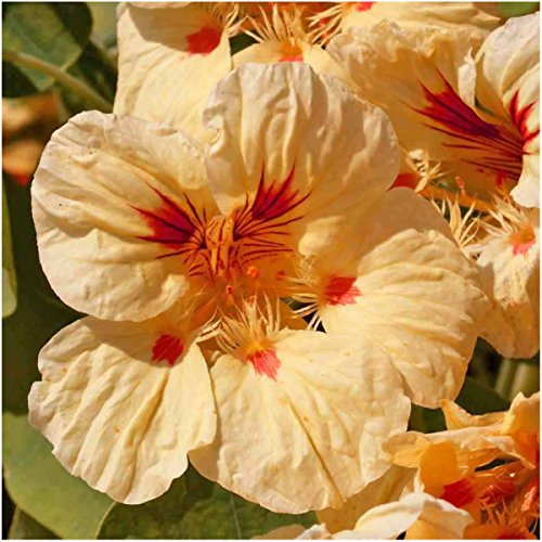 Package of 110 Seeds, Peach Melba Nasturtium (Tropaeolum nanum) Non-GMO Seeds By Seed Needs