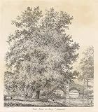 Black Poplar At Bury L  Edmunds Art Print Poster By Jacob George Strutt, 28.25  x 33 