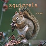 Squirrels 2009 Square Wall Calendar