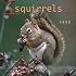 Squirrels 2009 Square Wall Calendar