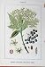 Flowers Sturms 1904 Echter Sambucus Nigra Generalis