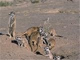 Jigsaw of CH-4049 Suricate / Meerkat - group emerging from hole after escaping danger from Ardea