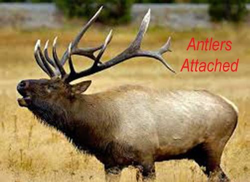 Petra Pets Elk Antler Dog Treats, Medium Size, Best Chew Toy With Nutrition