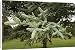 Canvas Prints of MAB-635 Spanish Fir - Branches and leaves from Ardea Wildlife Pets