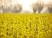 Yellow Flower - 18