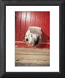 Framed Prints of DOG - Looking out of cat flap from Ardea Wildlife Pets