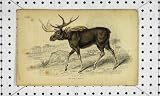 1819 NATURAL HISTORY MASTIFF DOG LAMB NATURAL HISTORY