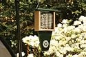 Suet Feeder W/Tail Prop Hunter Green