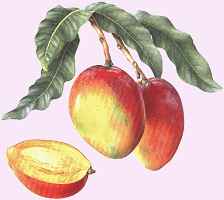mango flavor extract