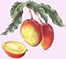 mango flavor extract
