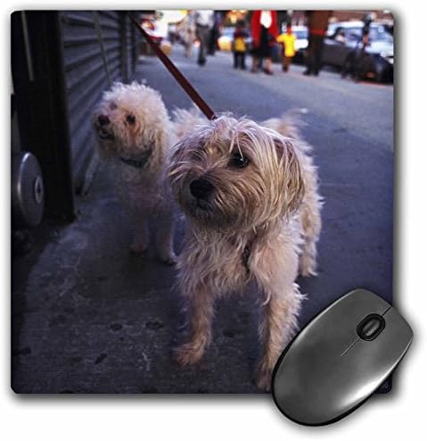 Kike Calvo Animals - French Poodle on the street New York - MousePad (mp_37631_1)