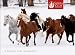 Horses of Winter Holiday Cards