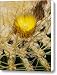 Golden Barrel Blossom Canvas Print / Canvas Art - Artist Kelley King