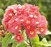 Pink Red Flowers Gum Tree Eucalyptus Phytocarpa - 24