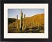 Framed Prints of Mexico, Baja, Santa from Danita Delimont