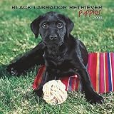Black Labrador Retriever Puppies 2008 Calendar