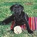   - Black Labrador Retriever Puppies 2008 Calendar