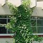 Vining Hydrangea Plant - Hydrangea petiolaris - Shade