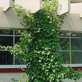 Vining Hydrangea Plant