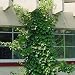 Vining Hydrangea Plant