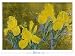 Yellow Iris by David Lee - Fine Art Print / Poster - 47.00 x 35.50