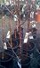 Burgundy Apple Tree, Five Gallon Container