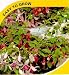 Fuchsia Fuseedia - 20 Seeds