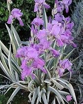 Zebra Iris pallida Albovariegata: 1 Rhizome -Variegated