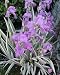 Outdoor Living : Zebra Iris pallida Albovariegata: 1 Rhizome -Variegated