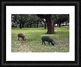 Domestic Pigs - feeding on acorns - Framed 20x16 Print (51x40cm) by Ardea