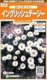 サカタのタネ 実咲花7060 ローンデージーイングリッシュデージー 00907060
