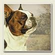 AbsorbaStone Coaster set~ Boston Terrier ~4 Tile Drink Coasters ~ code 851C