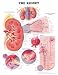 The The Kidney Anatomical Chart