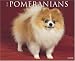 Just Pomeranians 2008 Calendar (Just)