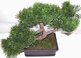 9 Cedar Bonsai Topiary