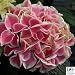 Edgy Hearts Picotee Hydrangea - Sun or Part Shade - Proven Winners