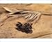 Photographic Prints of PPG-1653 Bamboo - dry flowers and seeds from Ardea Wildlife Pets