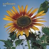 Sunflowers 2008 Mini Calendar