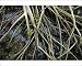 Photographic Prints of ROG-12159 Red mangrove - stilt roots exposed at low tide, with seedlings from Ardea Wildlife Pets