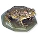 3B Scientific VN711 Natterjack Toad (Bufo Calamita)