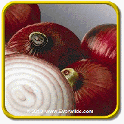 1 Oz Onion Seeds - 'Red Burgundy' Bulk Vegetable Seeds