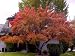 Amur Maple Acer Ginnala Great For Garden Or Bonsai 10 Seeds
