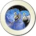 HYACINTH MACAW PARROTS Tax Disc Holder