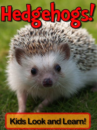 Hedgehogs! Learn About Hedgehogs and Enjoy Colorful Pictures - Look and Learn! (50+ Photos of Hedgehogs)