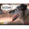Dogtown Season 4&nbsp;&nbsp; 