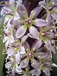 EUCOMIS BICOLOR AMAZING PINEAPPLE LILY 2 SEEDS