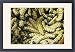 Framed Prints of Mopane Emperor MOTH - Caterpillars / worms gathered for food from Ardea Wildlife Pets