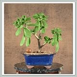 Jade Bonsai Tree III
