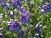 Blue Balloon Flowers in Bloom Photographic Poster Print by Darlyne A. Murawski, 24x32