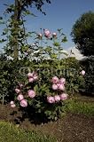 Wallmonkeys Peel and Stick Wall Decals Blossoming Roses Bush 18H x 12W Removable Graphic Reviews 51nBZ22rlIL. SL160 Wallmonkeys Peel and Stick Wall Decals Blossoming Roses Bush 18H x 12W Removable Graphic Reviews